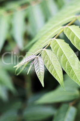 Grünes Blatt Bokeh 2