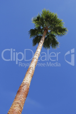 Große Palme vor blauem Himmel