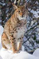 Luchs im Schnee