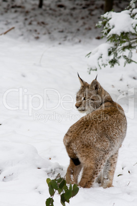 Luchs