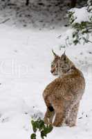 Luchs