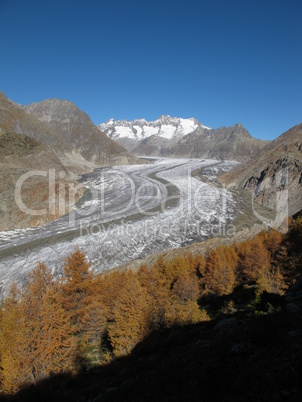 Yellow Larch Forest And Glacier
