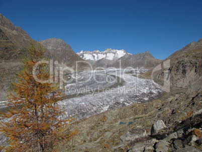 Aletschgletscher And Larch In The Autumn