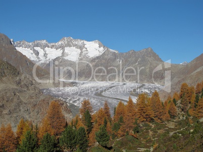Larch Forest And Aletschgletscher In The Autumn