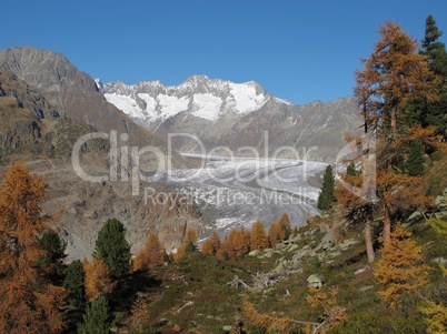 Late Autumn In The Aletsch Area