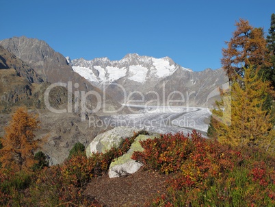 Colors Of Autumn In The Aletsch Area