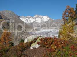 Colors Of Autumn In The Aletsch Area