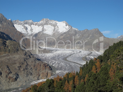 Colorful Larch Forest  And Aletsch Glacier