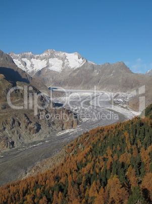 Colorful Larch Forest And Aletsch Glacier