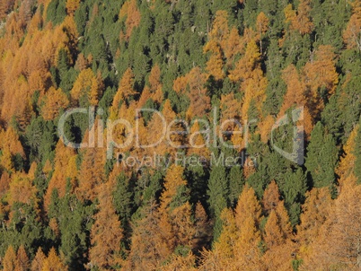 Colorful Larch Forest