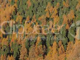 Colorful Larch Forest