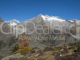 Snow Capped Mountains And Yellow Larch