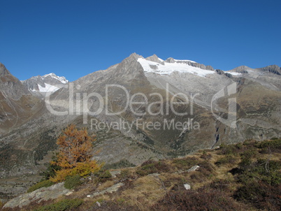 Snow Capped Mountains And Yellow Larch