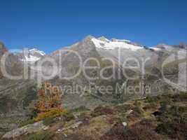 Snow Capped Mountains And Yellow Larch