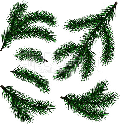set of fir branch