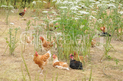 France, poultry farming in Brueil en Vexin