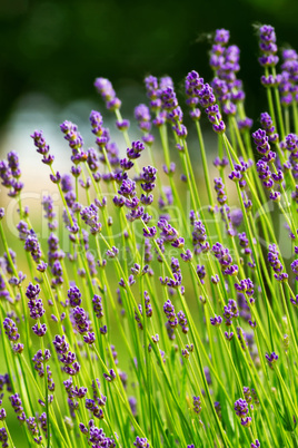 Lavender Lavender