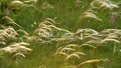 Stipa