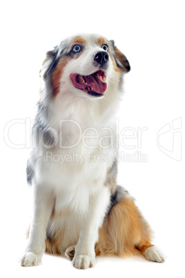 australian shepherd