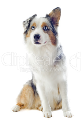 australian shepherd