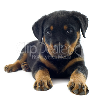 rottweiler