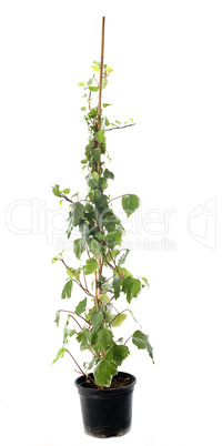 Hedera helix