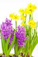 Osterglocken und Hyazinthen, Daffodils and hyacinths