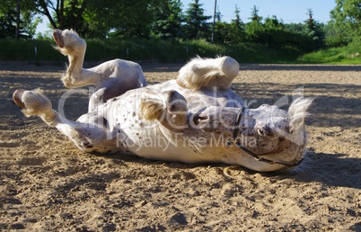 Pferd wälzt sich im Sand auf dem Rücken liegend