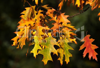 Blätter in Herbstfarben fallen vom Baum herab