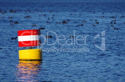 Boje im Wasser mit einer Gruppe Blesshühner