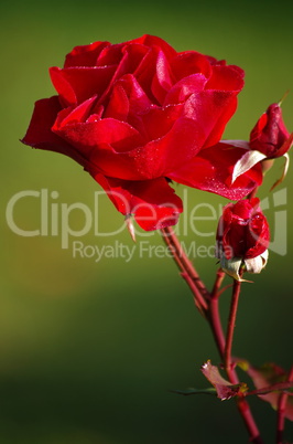 Wunderschöne rote Rose mit Tautropfen auf den Blättern