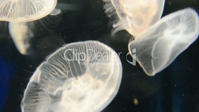 Jellyfish, Aurelia aurita