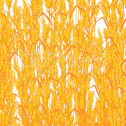 Wheat summer background