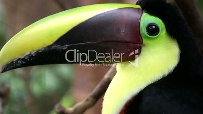 costaricanischer tukan part 2