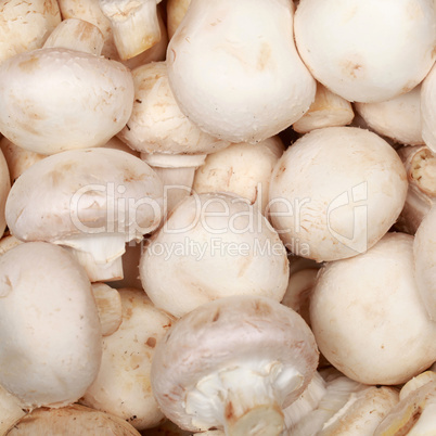 Champignons