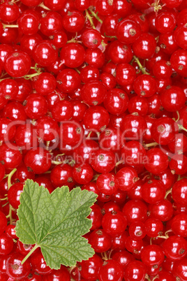 Rote Johannisbeeren