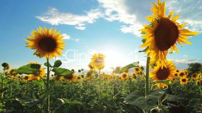 flowering sunflowers