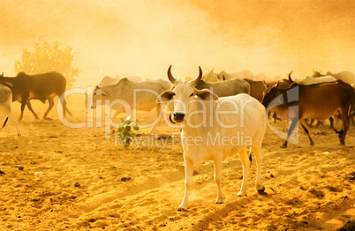 Herd cattle