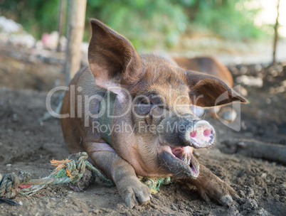 Pig yawning