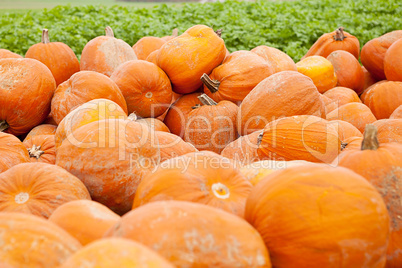 Frischer orangener Kürbis auf dem Feld im freien