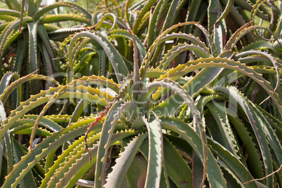 Aloe Vera Pflanze sukkulente im freien