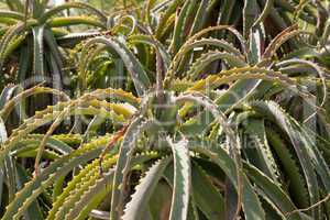 Aloe Vera Pflanze sukkulente im freien