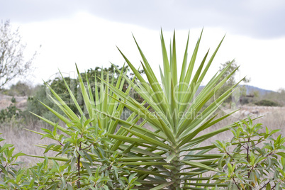 grüne palme in tropischer Landschaft im Sommer