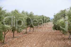 Olivenbäume auf einer Plantage im freien