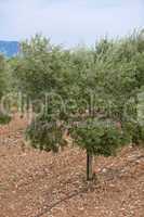Olivenbäume auf einer Plantage im freien