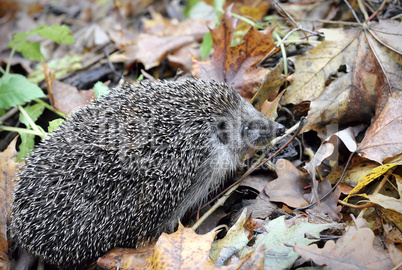 Hedgehog