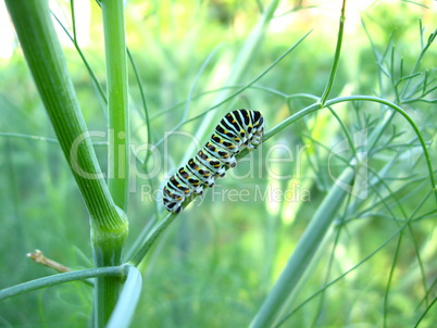 Caterpillar of the butterfly  machaon on the stone