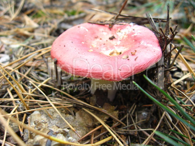 mushroom in the forest