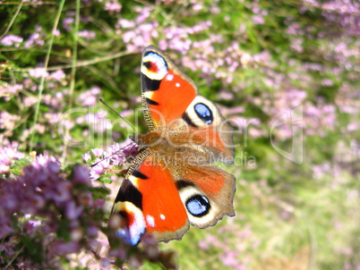 The  graceful butterfly of peacock eye