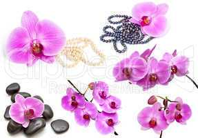Orchids on a white background. Flower collection.
